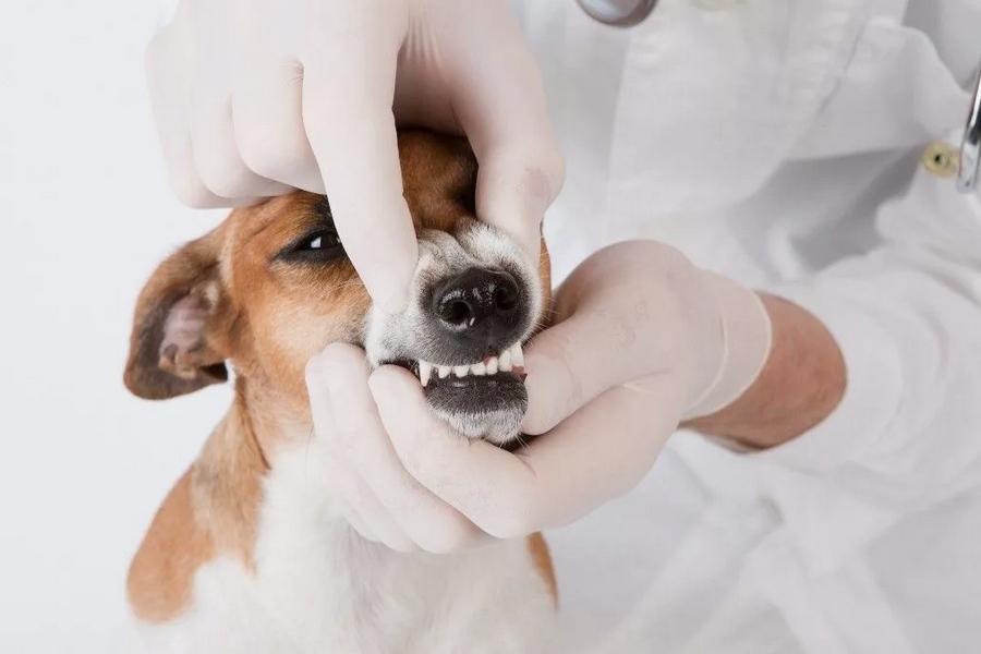 Signs Your Pet Needs a Dental Appointment